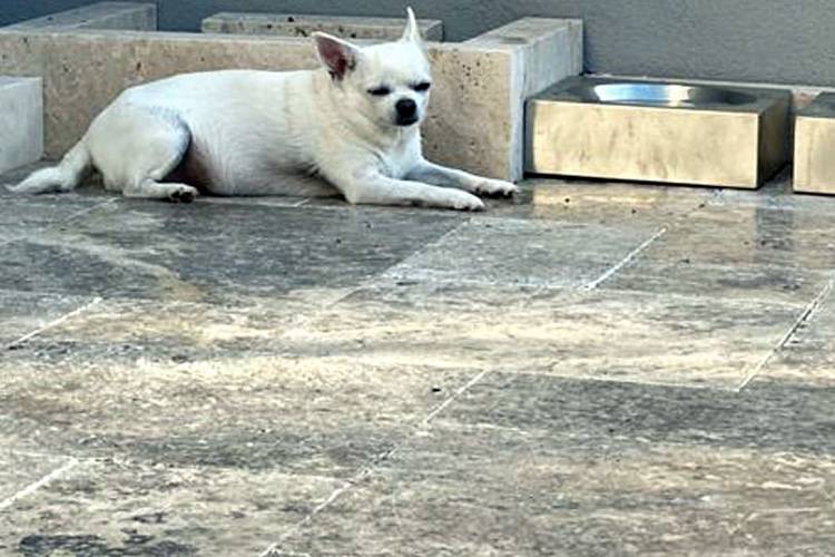Travertin Silver Terrassenplatten im r�mischen Verband